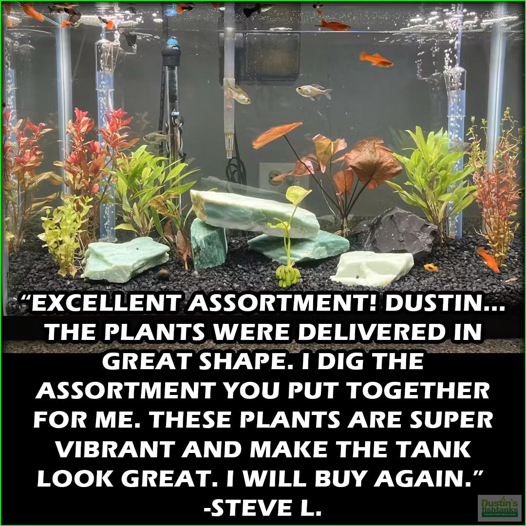 "GREAT START for a planted tank" The Beginner's Planted Aquarium Combo
