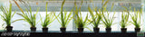 Giant Jungle Val_Vallisneria Americana_Aquarium plant for sale_aquarium plants for sale
