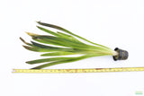 Giant Jungle Val (Vallisneria Americana) "Boss of Planted Tanks"