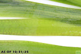 Giant Jungle Val_Vallisneria Americana_Boss Of Planted Tank_Val_Jungle Val_Aquarium Plants For Sale_Aquarium Plant