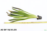 Giant Jungle Val_Vallisneria Americana_Boss Of Planted Tank_Val_Jungle Val_Aquarium Plants For Sale_Aquarium Plant
