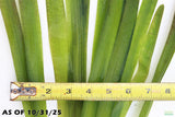 Giant Jungle Val_Vallisneria Americana_Boss Of Planted Tank_Val_Jungle Val_Aquarium Plants For Sale_Aquarium Plant