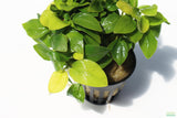 Golden Anubias_Aquarium Plant For Sale