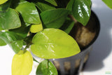 Golden Anubias_Aquarium Plant For Sale