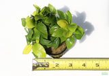 Golden Anubias_Aquarium Plant For Sale