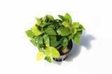 Golden Anubias_Aquarium Plant For Sale