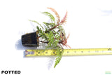 HYGROPHILA PINNATIFIDA_Aquarium Plant for sale