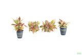 Hygrophila Corymbosa Compacta_super easy low light foreground aquarium plant_aquarium plants for sale
