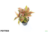 Hygrophila Corymbosa Compacta_super easy low light foreground aquarium plant_aquarium plants for sale