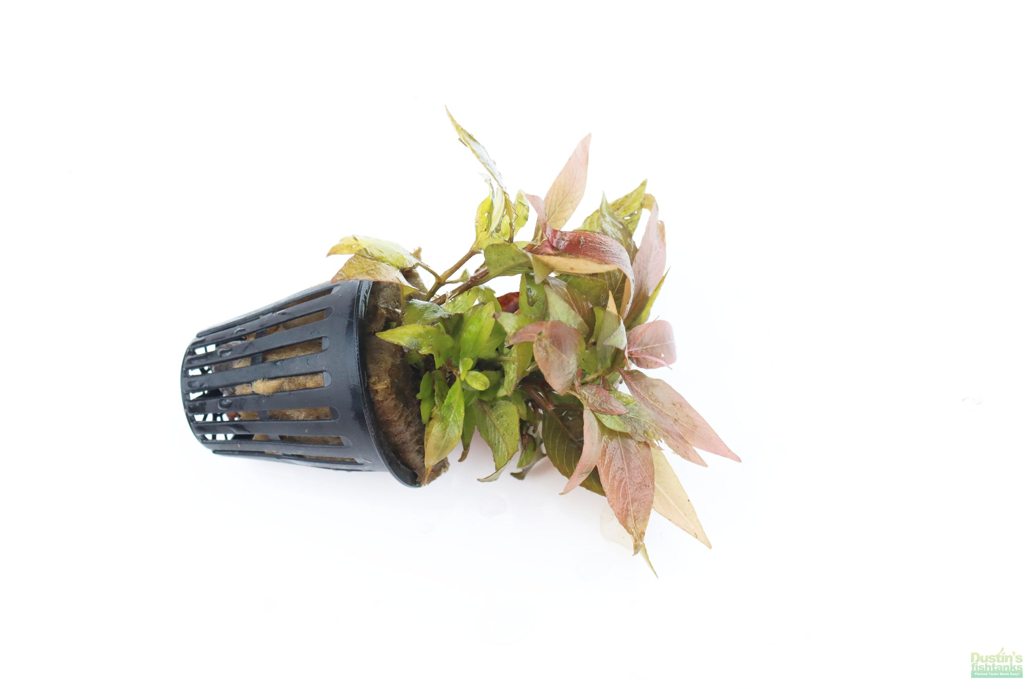 Hygrophila Corymbosa 'Compacta' POTTED (Super Easy Low Light Foregroun ...