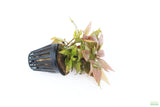 Hygrophila Corymbosa Compacta_super easy low light foreground aquarium plant_aquarium plants for sale