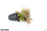Hygrophila Corymbosa Compacta_super easy low light foreground aquarium plant_aquarium plants for sale