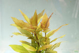 Hygrophila Corymbosa Compacta_Potted_Super Easy Low Light Foreground Aquarium Plant_Aquarium Plant for sale