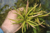 Hygrophila Lacustris_Aquarium Plant For Sale