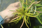 Hygrophila Lacustris_Aquarium Plant For Sale