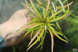 Hygrophila Lacustris_Aquarium Plant For Sale