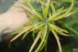 Hygrophila Lacustris_Aquarium Plant For Sale