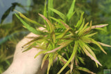 Hygrophila Lacustris_Aquarium Plant For Sale