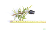 HYGROPHILA PINNATIFIDA_Aquarium Plant for sale