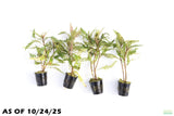 HYGROPHILA PINNATIFIDA_Aquarium Plant for sale