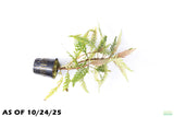 HYGROPHILA PINNATIFIDA_Aquarium Plant for sale