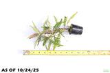 HYGROPHILA PINNATIFIDA_Aquarium Plant for sale