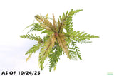 HYGROPHILA PINNATIFIDA_Aquarium Plant for sale