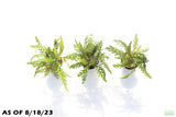 Hygrophila Pinnatifida_Aquarium plant for sale_aquarium plants for sale