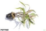 Hygrophila Pinnatifida_Aquarium Plant For Sale