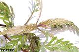 Hygrophila Pinnatifida_Aquarium Plant For Sale