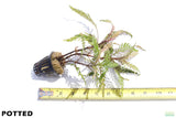 Hygrophila Pinnatifida_Aquarium Plant For Sale