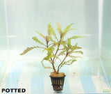 Hygrophila Pinnatifida_Aquarium Plant For Sale