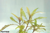 Hygrophila Pinnatifida_Aquarium Plant For Sale