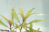 Hygrophila Pinnatifida