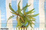 Hygrophila Pinnatifida