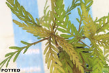 Hygrophila Pinnatifida