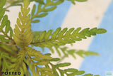 Hygrophila Pinnatifida_Aquarium Plant For Sale