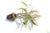 Hygrophila Pinnatifida_Aquarium Plant For Sale