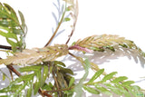 Hygrophila Pinnatifida_Aquarium Plant For Sale