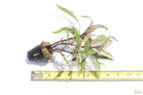 Hygrophila Pinnatifida_Aquarium Plant For Sale