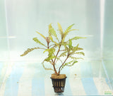 Hygrophila Pinnatifida_Aquarium Plant For Sale