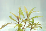 Hygrophila Pinnatifida_Aquarium Plant For Sale