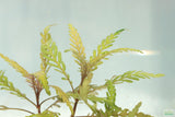 Hygrophila Pinnatifida_Aquarium Plant For Sale