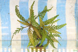 Hygrophila Pinnatifida_Aquarium Plant For Sale