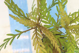 Hygrophila Pinnatifida_Aquarium Plant For Sale