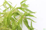 Hygrophila pantanal wavy_Aquarium Plant For Sale