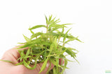 Hygrophila pantanal wavy_Aquarium Plant For Sale