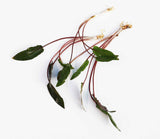 Cryptocoryne 'Petchii"