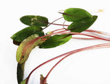 Cryptocoryne Petchii_Aquarium Plant for sale_Aquarium plants