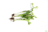 Java Fern Windelov_Aquarium Plant For Sale